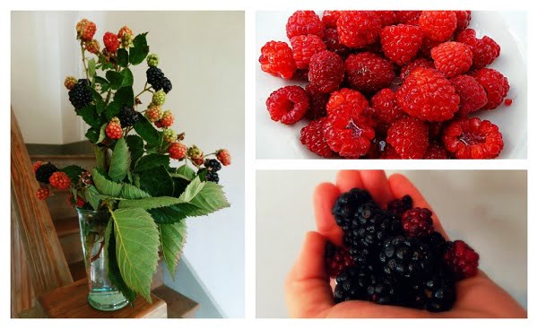 advantages to growing your own berry plants